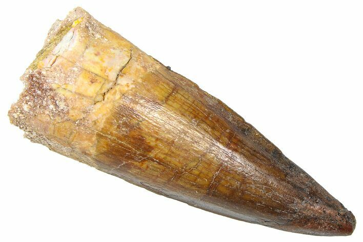 Fossil Spinosaurus Tooth - Real Dinosaur Tooth #361293